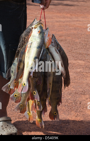 Peacock Bass or Lukanani Fish (Cichla ocellaris). Caught on line, to be prepared for human consumption. Karanambu, Rupununi. Guy Stock Photo