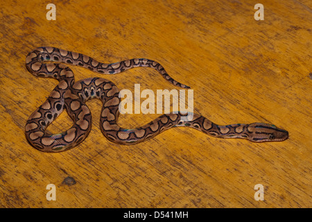 RAINBOW BOA Epicrates cenchia. Juvenile. Stock Photo