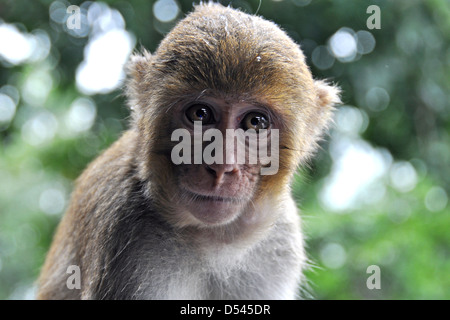 Myanmar Bagan Popa mountain park Rhesus Macaques Monkey Stock Photo