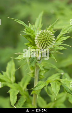 Detail to globe thistle where flowers have yet to bud and flower from developing florets Echinops Stock Photo