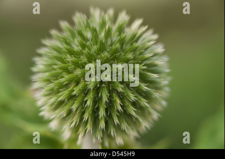 Detail to globe thistle where flowers have yet to bud and flower from developing florets Echinops Stock Photo