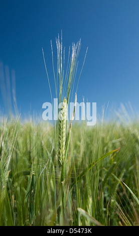 This was a barley grain that was standing out more than the others Stock Photo