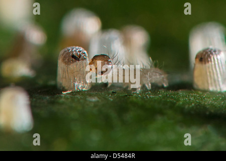 A newly hatched Clearwing butterfly larva eating its eggshell Stock Photo