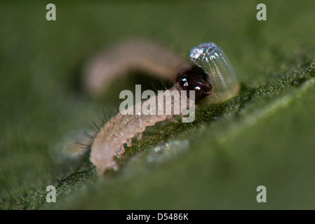 A newly hatched Clearwing butterfly larva eating its eggshell Stock Photo