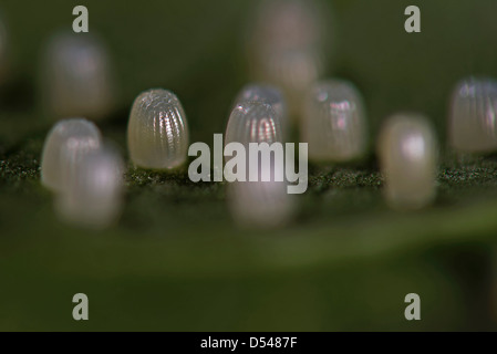 Glasswing Butterfly Egg, Greta Oto, white ova, single laid on top of ...