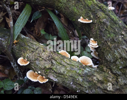 Bracket Fungi growing on a fallen tree trunk, Fraser's Hill, Malaysia Stock Photo