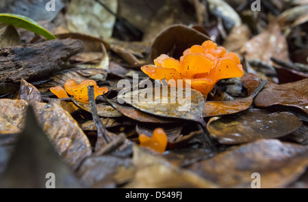 Orange Fungi growing on the forest floor, Fraser's Hill, Malaysia Stock Photo