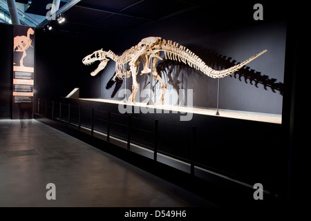 Tarbosaurus bataar, Exposition of Dinosaurs from Gobi desert in ...