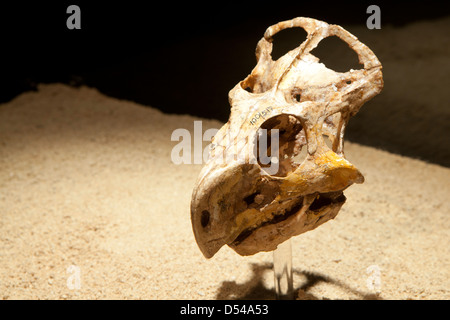 Skull of young Protoceratops, Exposition of Dinosaurs from Gobi desert in Mongolia. Cosmocaixa museum, Barcelona, Spain Stock Photo