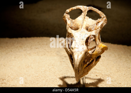 Skull of young Protoceratops, Exposition of Dinosaurs from Gobi desert in Mongolia. Cosmocaixa museum, Barcelona, Spain Stock Photo