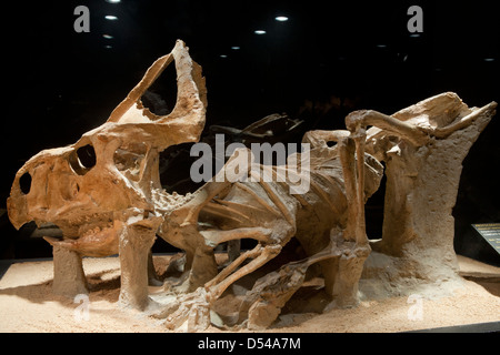 Protoceratops, Exposition of Dinosaurs from Gobi desert in Mongolia. Cosmocaixa museum, Barcelona, Spain Stock Photo