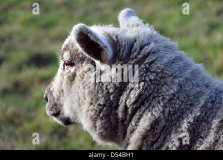 Baby sheep close- up in warm summer evening Stock Photo