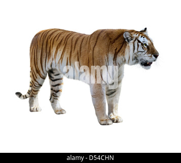 Brown Tiger On White Background Stock Photo