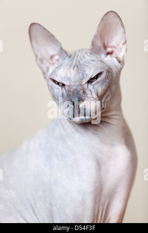 Sphynx hairless cat portrait looking at the camera Stock Photo