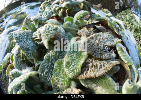 extreme wide angle detail of lamb's ear or lamb tongue plant showing fine surface covered in fluff hairs Stock Photo