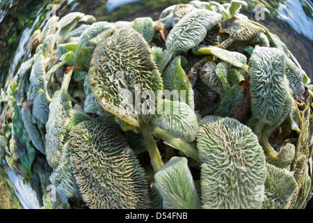 extreme wide angle detail of lamb's ear or lamb tongue plant showing fine surface covered in fluff hairs Stock Photo