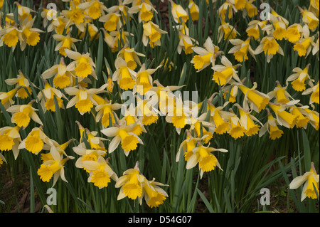 bank and rows of many daffodils in springtime on sunny day in partial shade Stock Photo