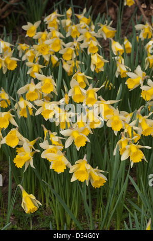 bank and rows of many daffodils in springtime on sunny day in partial shade Stock Photo