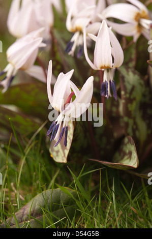 Cyclamen flowering on chalk grassland mass of white and mauve bloom flower heads with variably patterned leaves Stock Photo