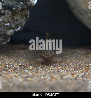 Head on shot of Montagus Blenny in aquarium Stock Photo