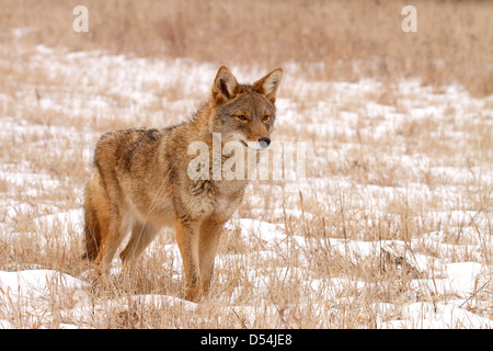 Coyote, Canis latrans standing in the snow Stock Photo