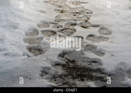 Iced-over footsteps in the snow Stock Photo