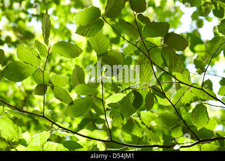 Green leafs tree Stock Photo