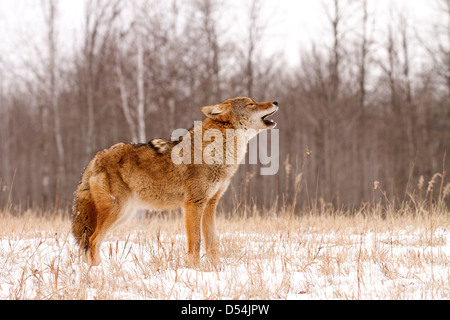 Coyote, Canis latrans howling in the snow Stock Photo