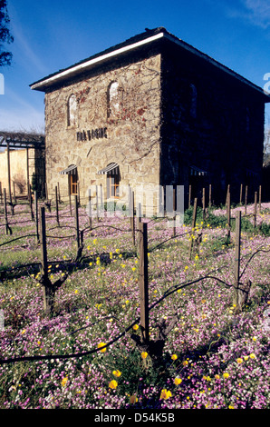 view of small vineyard with spring flowers in front of the Tra Vigne restaurant in St. Helena, Napa Valley, California Stock Photo