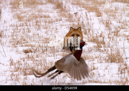 Red Fox, Vulpes vulpes hunting pheasant Stock Photo