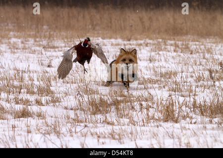 Red Fox, Vulpes vulpes hunting pheasant Stock Photo