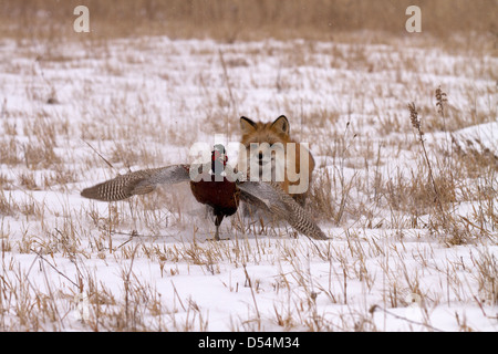 Red Fox, Vulpes vulpes hunting pheasant Stock Photo