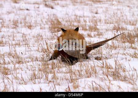 Red Fox, Vulpes vulpes hunting pheasant Stock Photo