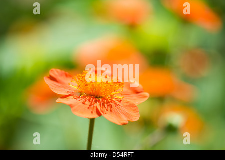 Geum. Beautiful red flowers (shallow DoF) Stock Photo