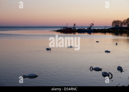 Kiss Field, Poland, swans on the coast Stock Photo