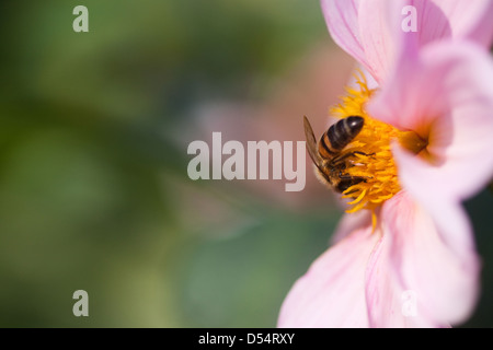 Berlin, Germany, bee on a dahlia Stock Photo