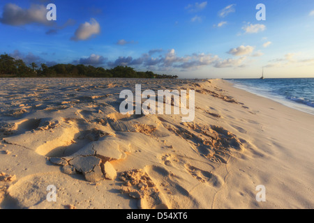 Eagle Beach on Aruba, Lesser Antilles Stock Photo