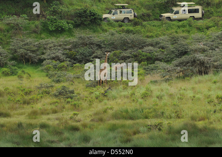 Tanzania wildlife safari giraffes Safari jeeps can be seen watching the giraffes Stock Photo