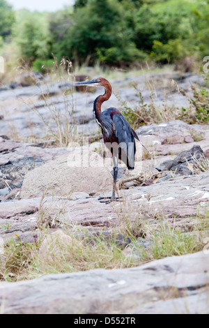 Watching Purple Heron. South Africa, Kruger's National Park. Stock Photo