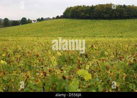 View over grape vines in vineyard at Dorking. Surrey. England. Late Summer Stock Photo