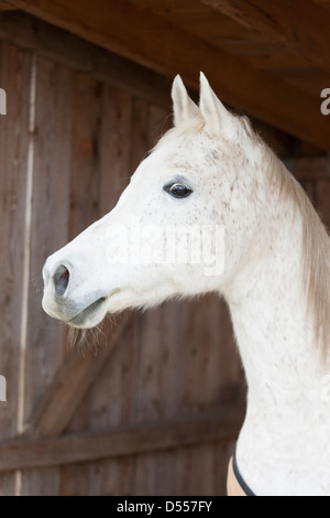 Close up of horses face in barn Stock Photo