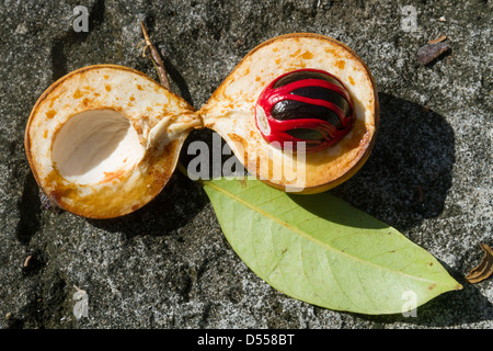 Nutmeg, Myristica fragrans seed, spice Stock Photo