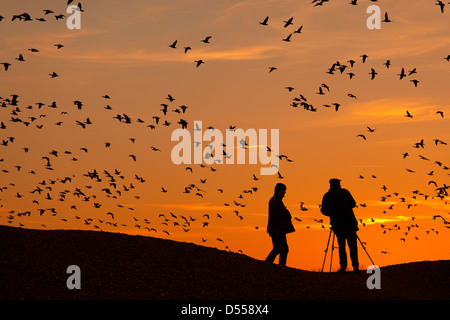 Watching Pink foot Geese on the Norfolk coast in winter at dawn Stock Photo