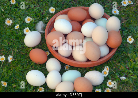 Newly laid free-range Hens eggs from various breeds Stock Photo