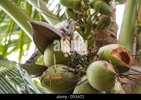 Variegated Squirrel (Sciurus variegatoides) forraging coconuts at Playas del Coco, Guanacaste Province, Costa Rica. Stock Photo