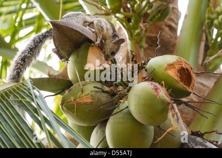 Variegated Squirrel (Sciurus variegatoides) forraging coconuts at Playas del Coco, Guanacaste Province, Costa Rica. Stock Photo