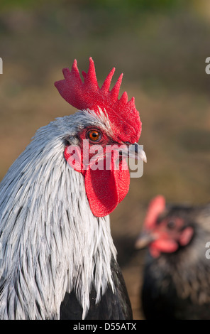 Norfolk Grey Cockerel portrait in Spring plumage Stock Photo