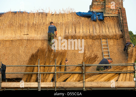Thatching with Norfolk reed working on an old Cottage in Trunch Village Norfolk UK Stock Photo