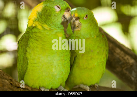 Pair of Yellow-naped Parrots (Amazona auropalliata) at Las Pumas Animal Rescue Center in Cañas, Guanacaste Province, Costa Rica. Stock Photo