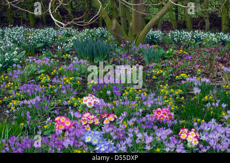 Spring Crocus Aconites Polyanthus and snowdrops in Garden Setting Norfolk March Stock Photo